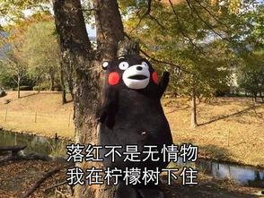 蓝落落表情包,网络时代的表情符号传奇